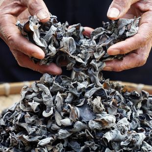 四川通江木耳青杠椴木小碗木耳黑木耳干木耳小朵黑木耳非东北木耳