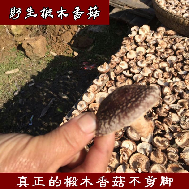 四川巴中特产椴木香菇野外生长农家自晒小香菇农产品香菇干香菇