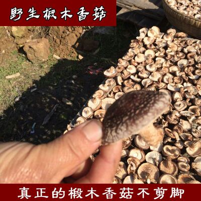 四川巴中特产椴木香菇野外生长农家自晒小香菇农产品香菇干香菇