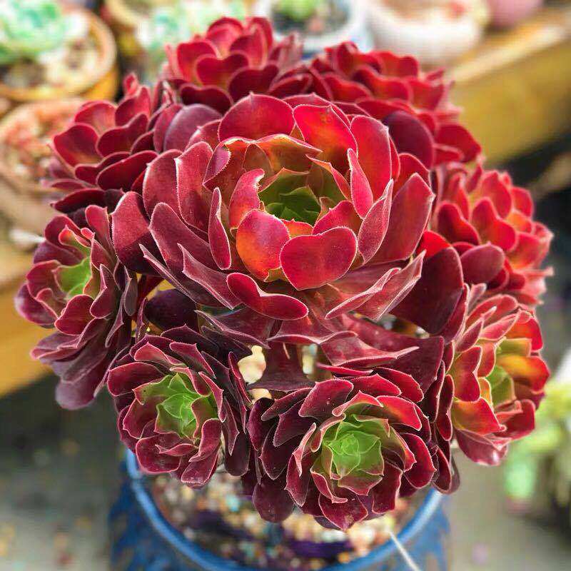 黑法师多肉植物盆栽法师多肉老桩桌面绿植