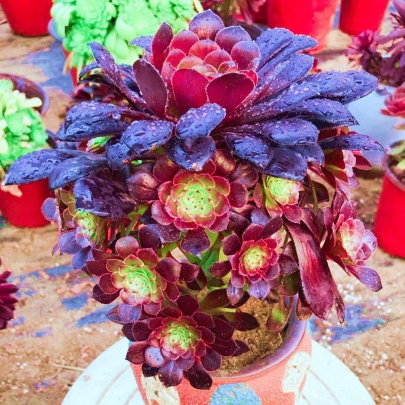 多肉植物 法师系列 三仙 红腹轮 嘉年华 翡翠冰 黑铜壶 多肉盆栽