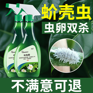蚧壳虫杀虫剂多肉介壳虫药杀虫兰花疥虫花卉植物驱虫药非特效专用