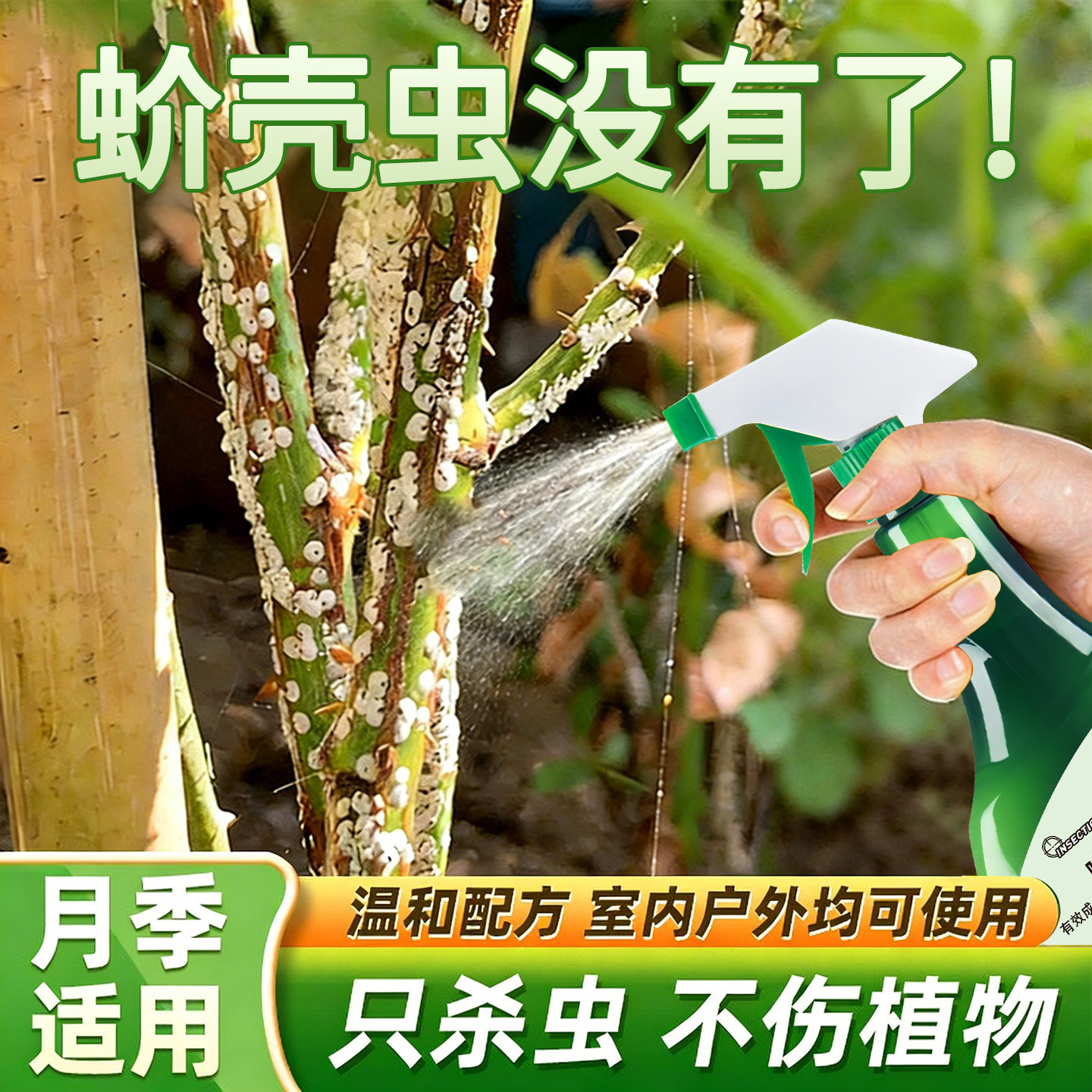 蚧壳虫杀虫剂月季花专用药花杆密麻白点褐色斑点灭介壳虫蔷薇玫瑰,洗护清洁剂/卫生巾/纸/香薰,杀虫剂（卫生农药）,淘宝优惠券,粉丝福利购,淘宝优惠卷
