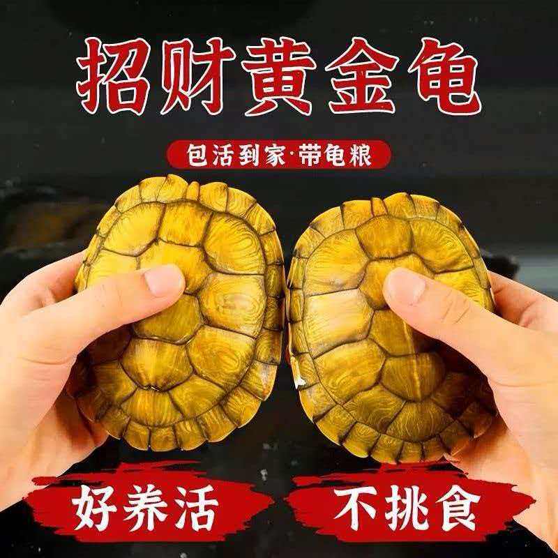 乌龟活物巴西龟活物情侣黄金龟宠物龟观赏龟大乌龟活体小乌龟龟苗