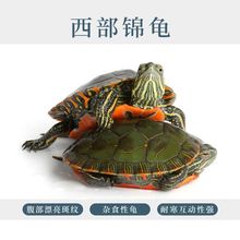 【憨二龟】深水龟西锦龟红腹西部锦龟小乌龟活物观赏宠物龟龟苗