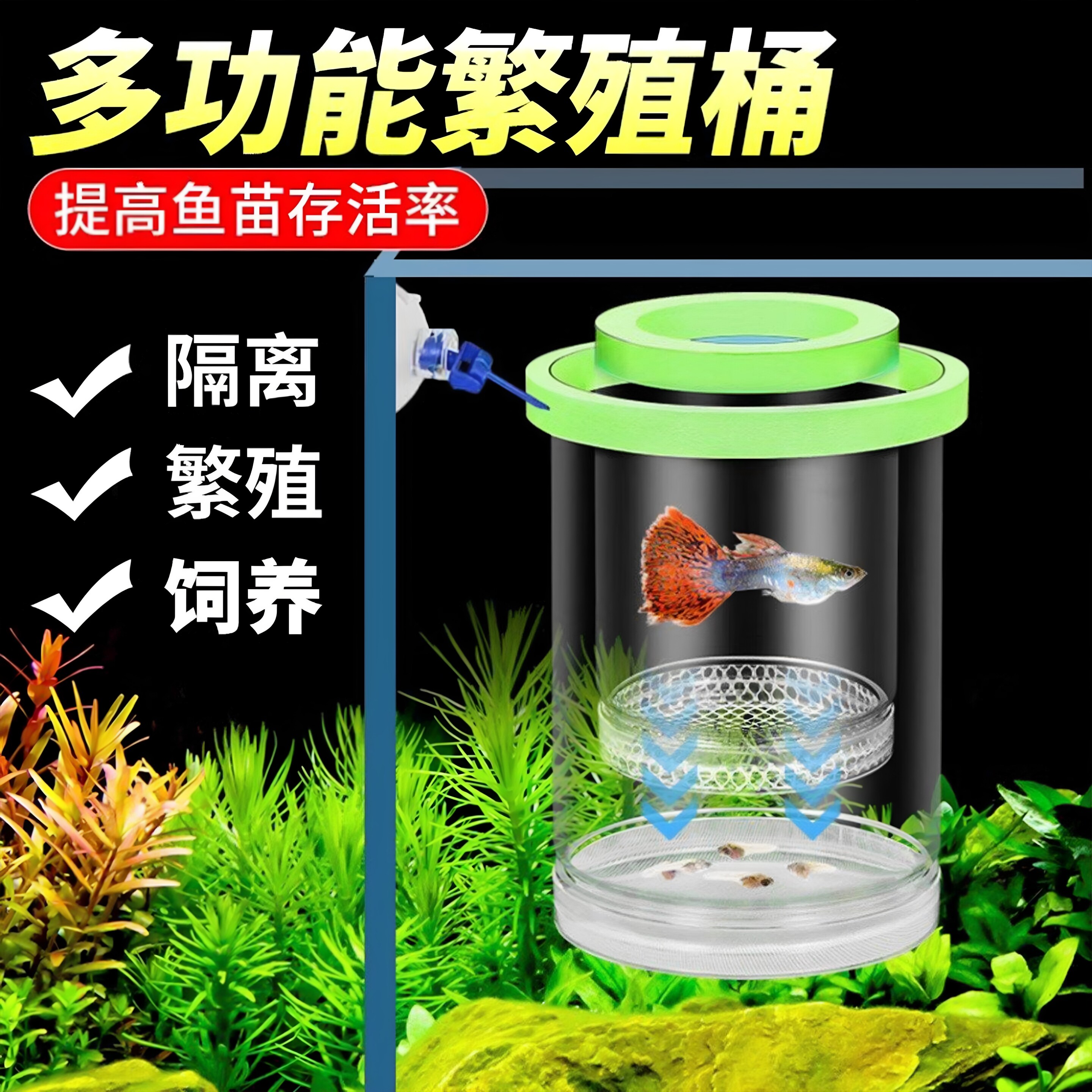 鱼缸隔离盒孔雀繁殖孵化器