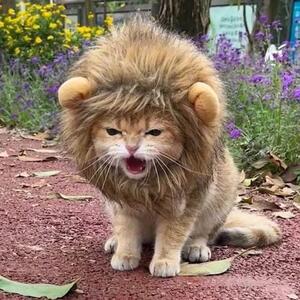 猫咪狮子头套宠物帽变装