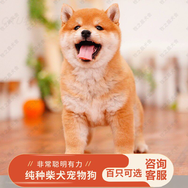 柴犬纯种日本血统微笑幼犬家养秋田宠物幼崽黑赤白豆柴小型犬活物