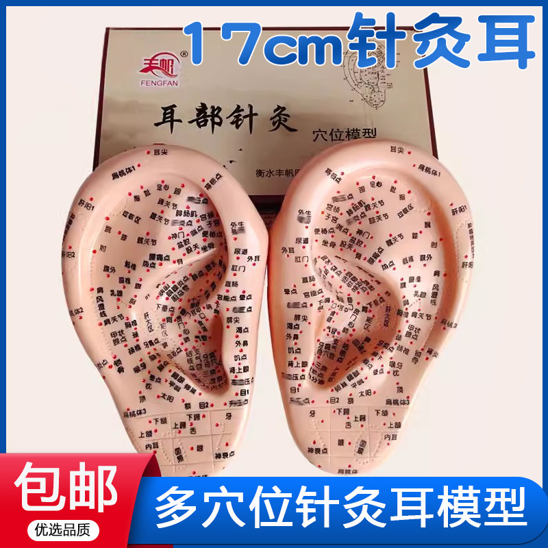 丰帆刻字多穴位耳朵模型耳朵穴位针灸按摩耳膜耳穴模型王不留耳贴