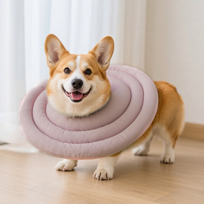 宠物狗狗伊丽莎白圈猫防