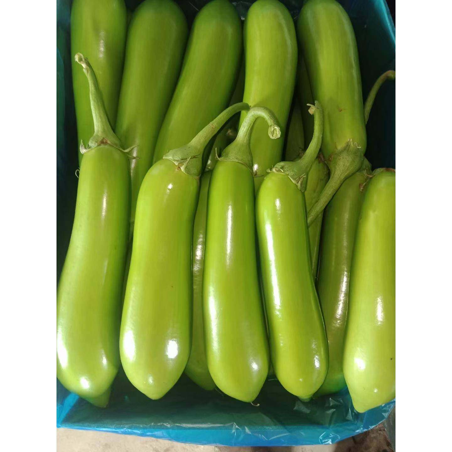 南通海门新鲜蔬菜青茄子绿皮崇明长茄子现摘发货现摘现发包邮