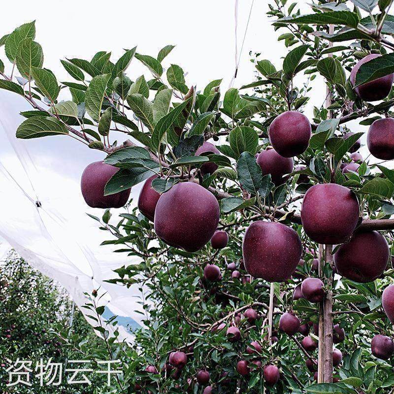 正宗高原黑卡黑钻苹果昭通现摘当季新鲜水果脆甜整箱礼盒十10斤,水产肉类/新鲜蔬果/熟食,苹果,淘宝优惠券,粉丝福利购,淘宝优惠卷