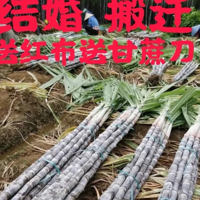 整根一米六带头尾黑红皮甘蔗甜1根新鲜结婚搬家喜事孕妇吃3根起售