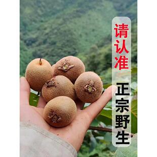 陕西绿心野生猕猴桃一箱秦岭新鲜包邮5斤小泡酒孕妇水果现摘现发