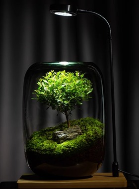 生命之树创意苔藓微景观摆件生态瓶办公室桌面生态缸绿植造景盆景