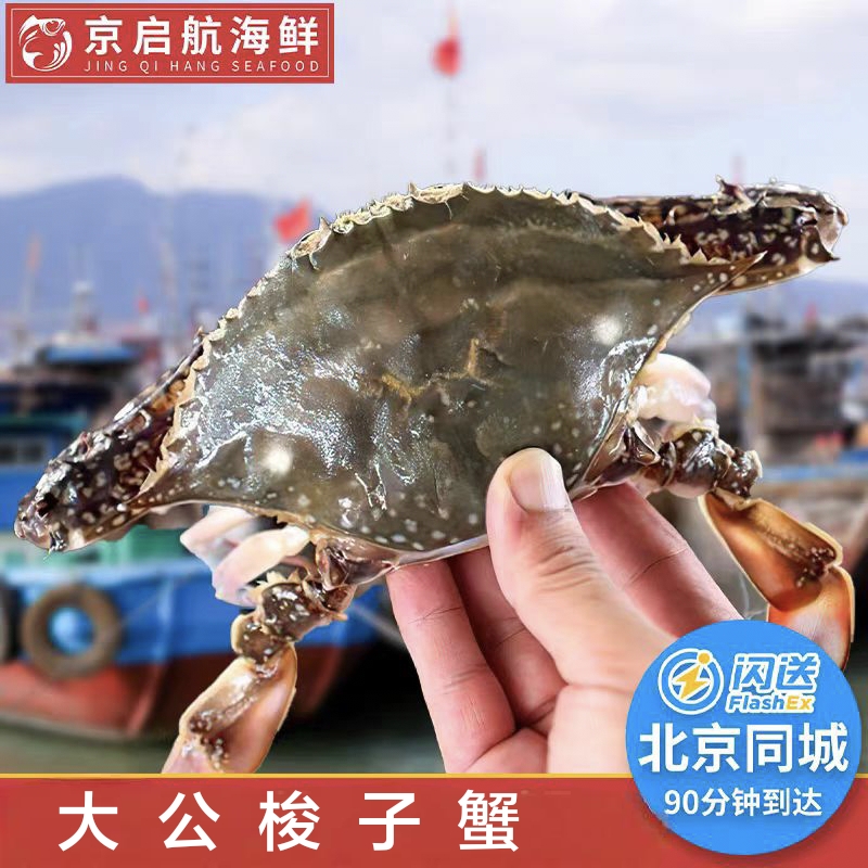 大连梭子蟹螃蟹吃肉海蟹