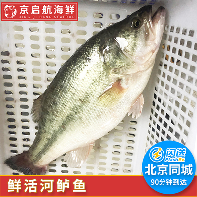 鲜活鲈鱼鲈鱼新鲜水产