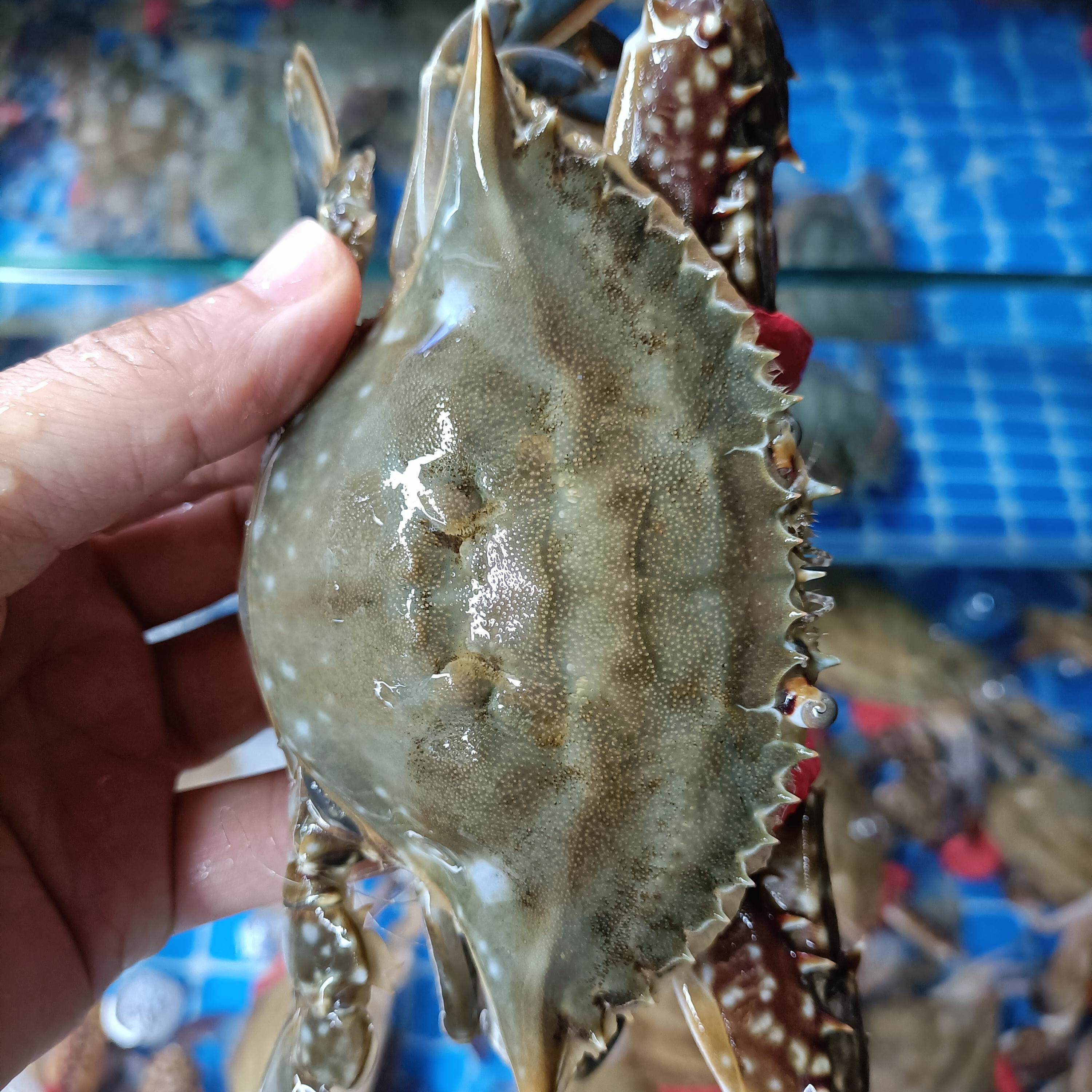 包鲜不包活 丹东母梭子蟹满肉有膏 北京闪送 膏蟹螃蟹 飞蟹