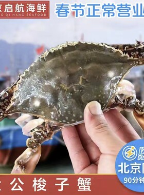 螃蟹满肉海蟹活蟹飞蟹