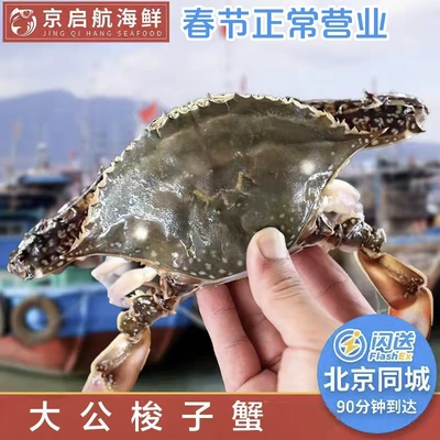 螃蟹满肉海蟹活蟹飞蟹