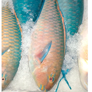 新鲜青衣鱼斑鱼深海野生鹦嘴鱼苏眉鱼西沙海鱼冷冻海鲜水产