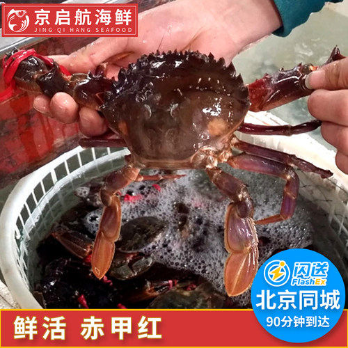 水产石蟹海虹蟹鲜活赤甲红