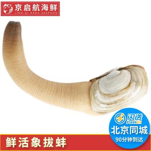 北京闪送鲜活象拔蚌北京