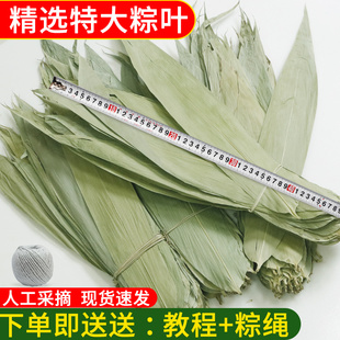 新鲜干大号棕子叶包粽子 棕叶新叶干箬粽叶 免邮 端午节批发粽叶