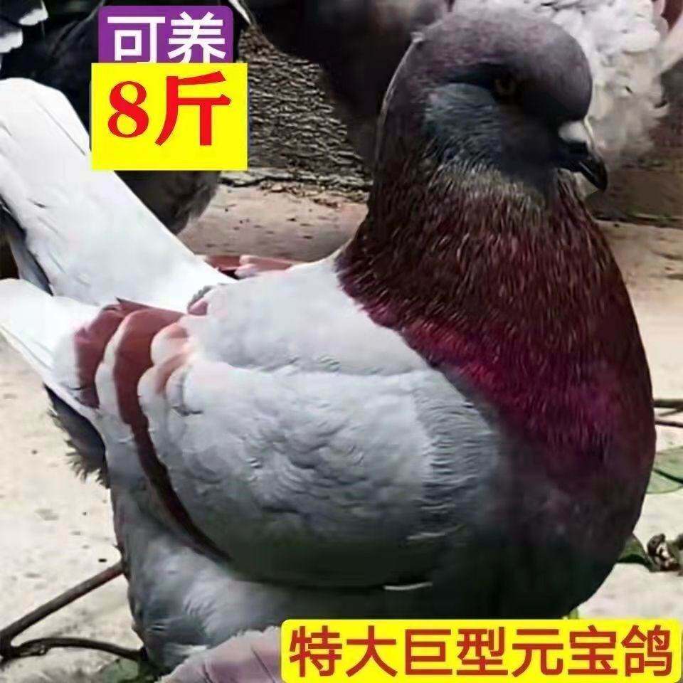 正宗鸽子活物一对元宝鸽大体鸽不鸟