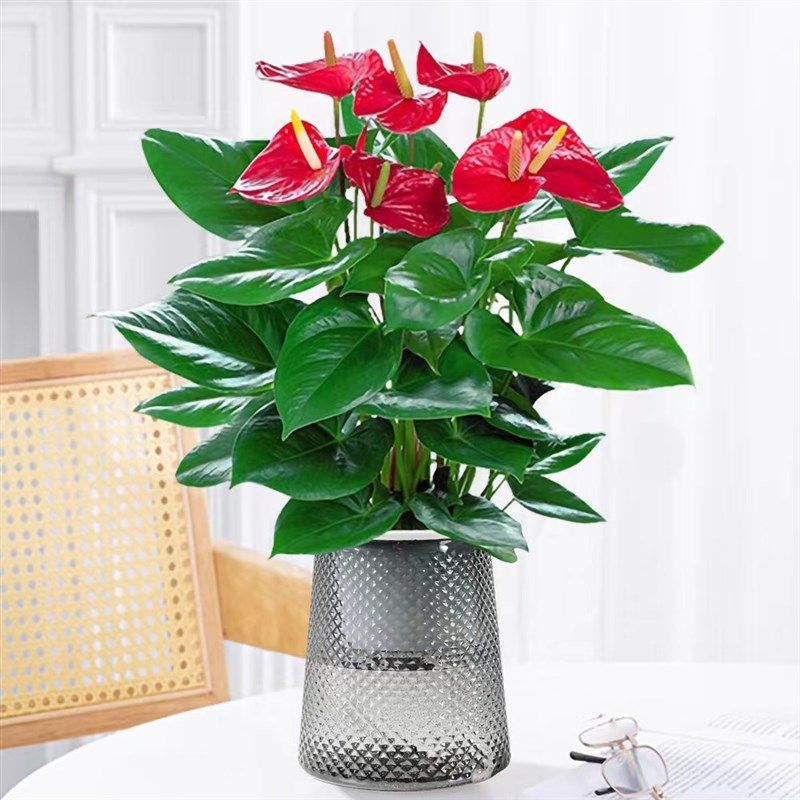 水培红掌白掌盆栽一帆风顺花卉植物室内好养绿植鸿运当头四季开花,个性定制/设计服务/DIY,明信片定制,淘宝优惠券,粉丝福利购,淘宝优惠卷