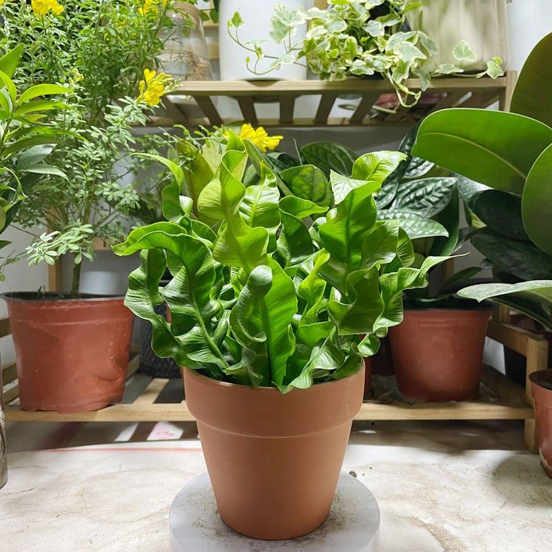 火焰鸟巢蕨盆栽室内四季常青耐阴好养观叶桌面绿植吸甲醛净化空气,个性定制/设计服务/DIY,明信片定制,淘宝优惠券,粉丝福利购,淘宝优惠卷