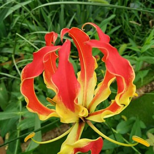 嘉兰 闪闪 火焰百合种球花期长多年生攀援藤本荷兰进口球根花卉