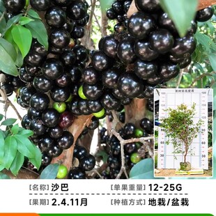 嘉宝果树大树树葡萄苗果树特大加宝果树名贵四季南方种植庭院盆栽