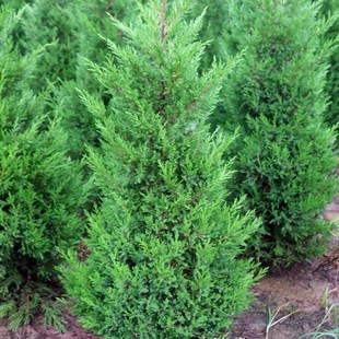 松柏树苗带土柏树侧柏塔柏龙柏松树坟地坟前墓前绿植园林绿化工程