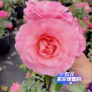 一宅一院 海神王阳台微型月季花苗大花浓香阳台盆栽勤花四季开花