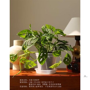 米歇尔仙洞龟背竹洞洞芋垂藤爬藤耐阴净化空气水培室内盆栽除甲醛