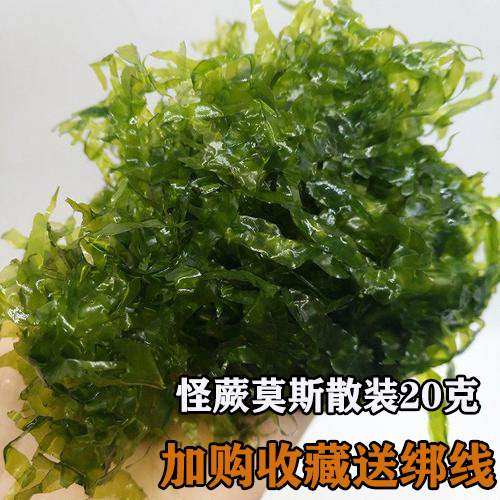 5cm水草缸价格 5cm水草缸图片 星期三