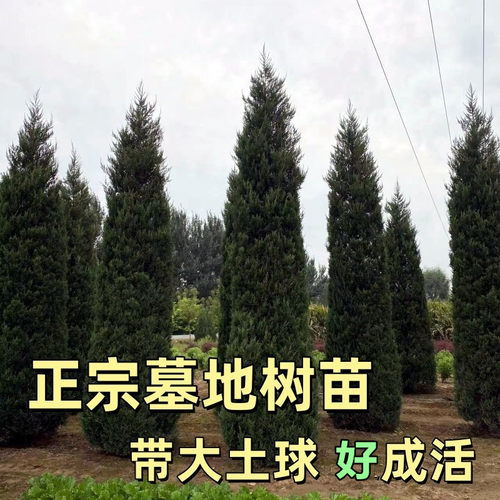 松树坟地树苗大塔柏扁柏松柏侧柏圆柏松树宝塔松龙柏刺柏蜀桧长青