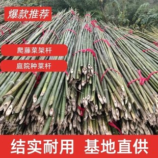 竹竿子搭架豆角架黄瓜架蔬菜植物支架杆爬藤架旗杆栅栏