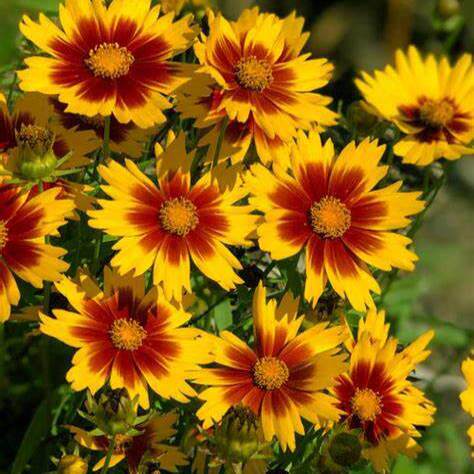 金鸡菊盆栽花彩时令草本花卉阳台庭院窗台种植蝶舞芒果养护简单