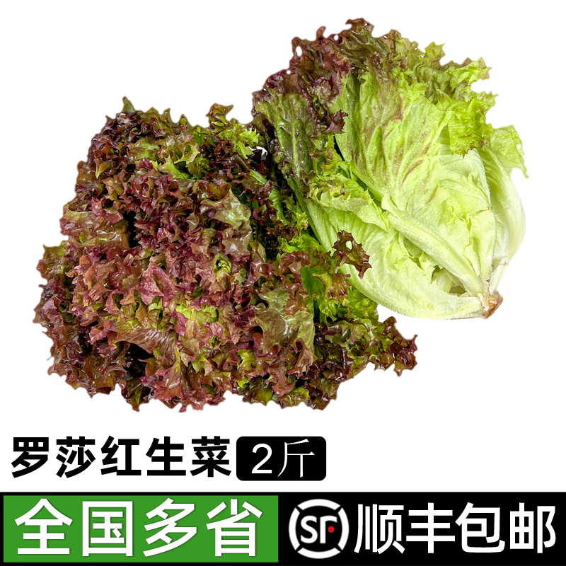 2斤红叶生菜绿食者顺丰包邮