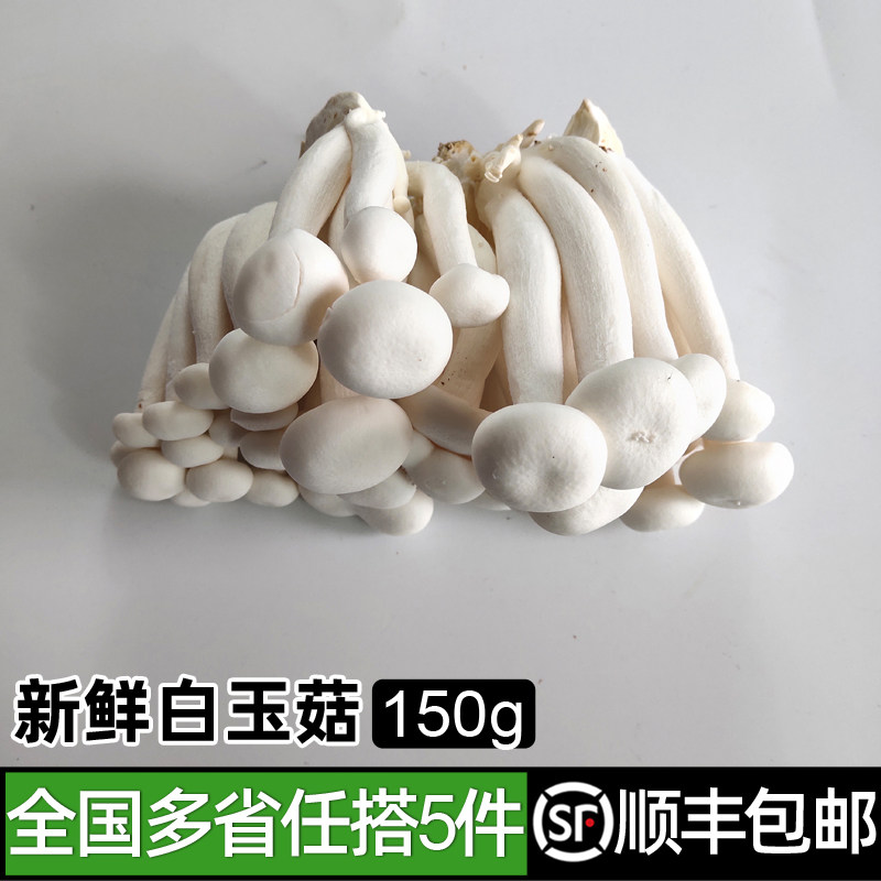 新鲜白玉菇150g 农家蔬菜菌菇食用菌火锅食材 全国多省5件包邮