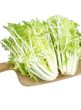 黄心苦菊500g新鲜蔬菜沙拉食材