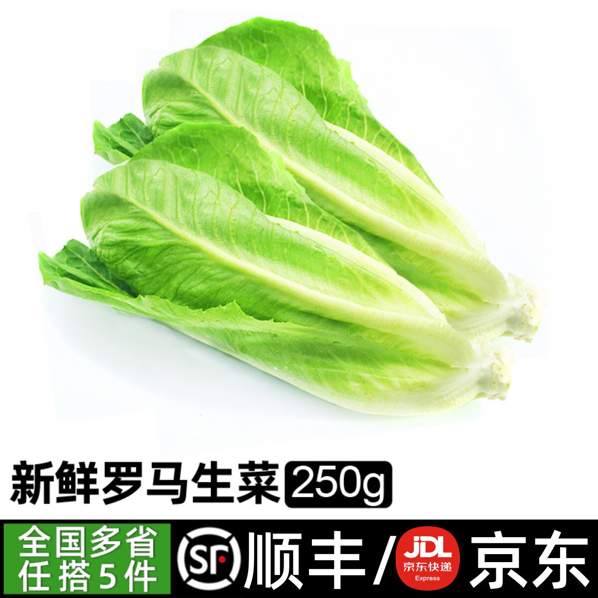 新鲜罗马生菜250g 罗纹蔬菜生菜新鲜蔬菜沙拉菜西餐罗文西餐食材