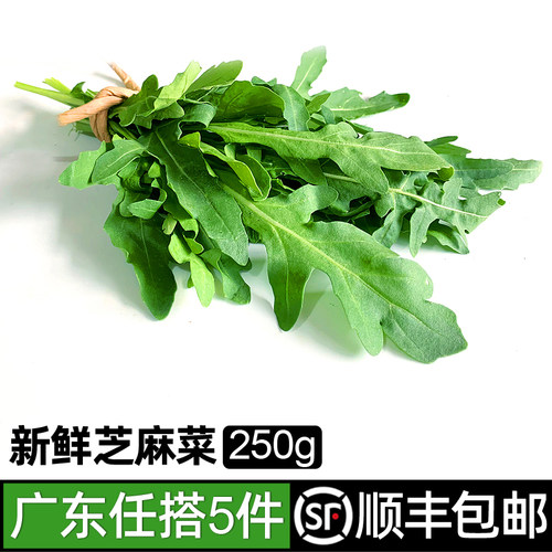 芝麻叶新鲜芝麻菜生菜蔬菜沙拉