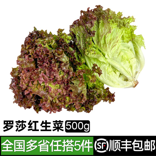 绿食者红叶生菜500g新鲜蔬菜