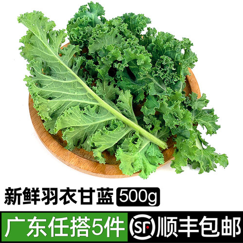 绿食者羽衣甘蓝500g芥蓝菜健身