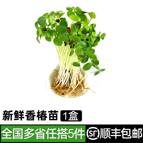 新鲜香椿苗绿食者摆盘装饰