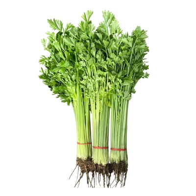 新鲜水芹菜 带长根 应季时令蔬菜 现摘小叶现挖现发 多省顺丰包邮