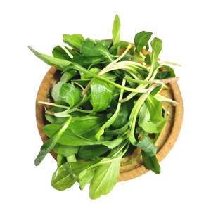 马兰头500g 新鲜蔬菜食用鸡儿肠金山本地马兰头凉拌食材 5件包邮